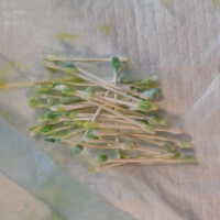          Thai Goddess picture number 76
