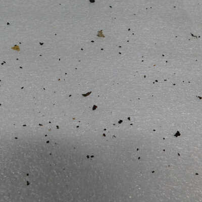 Insect frass and debris