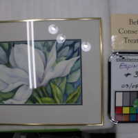          Magnolia picture number 2
