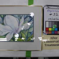          Magnolia picture number 10
