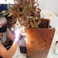          Tree in Box/Plant with red leaves picture number 24
