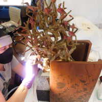          Tree in Box/Plant with red leaves picture number 25

