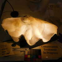          Shell picture number 55
