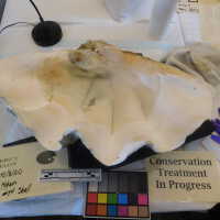          Shell picture number 56
