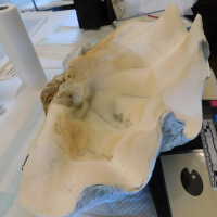         Shell picture number 59
