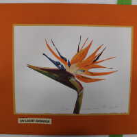          Bird of paradise picture number 6
