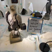          Lead Eagle (facing left) picture number 16
