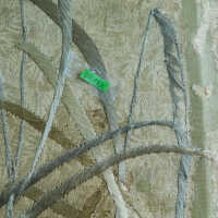          Client: Smith. Item: Japanese Embroidery with Cranes picture number 115
