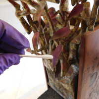          Tree in Box/Plant with red leaves picture number 19
