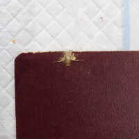          Family Bible picture number 12
