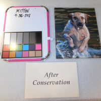          Dog splashing in the water picture number 3
