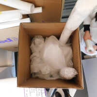          Textile and Tribal Arts Show Rehousing Project picture number 192
