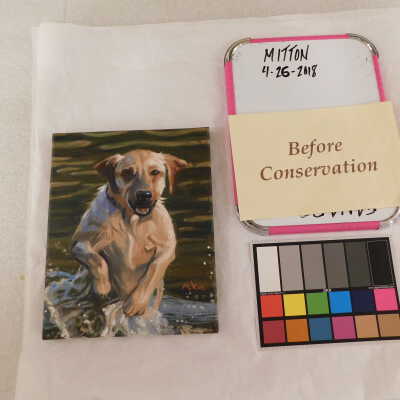 Dog splashing in the water