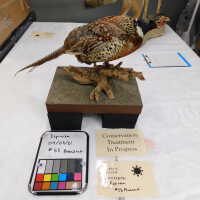          Taxidermy pheasant picture number 42
