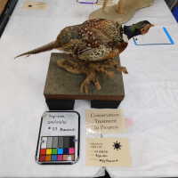          Taxidermy pheasant picture number 43
