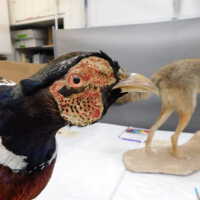          Taxidermy pheasant picture number 44
