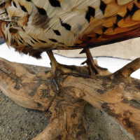          Taxidermy pheasant picture number 46
