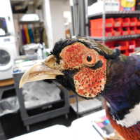          Taxidermy pheasant picture number 47
