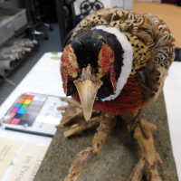          Taxidermy pheasant picture number 48
