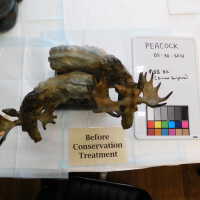          Bronze Mooses picture number 3
