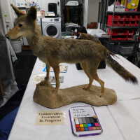          Taxidermy coyote picture number 65
