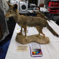          Taxidermy coyote picture number 66
