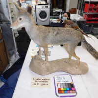         Taxidermy coyote picture number 67

