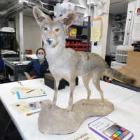          Taxidermy coyote picture number 68

