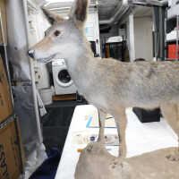          Taxidermy coyote picture number 69
