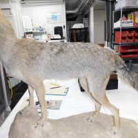          Taxidermy coyote picture number 70
