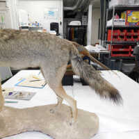          Taxidermy coyote picture number 71
