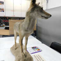          Taxidermy coyote picture number 73
