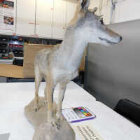          Taxidermy coyote picture number 74
