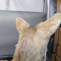          Taxidermy coyote picture number 75
