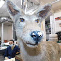          Taxidermy coyote picture number 77

