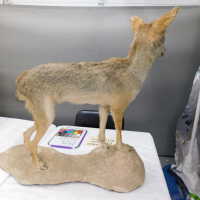          Taxidermy coyote picture number 78
