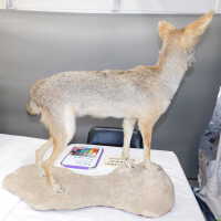         Taxidermy coyote picture number 79
