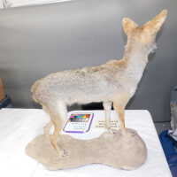          Taxidermy coyote picture number 80
