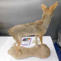          Taxidermy coyote picture number 81
