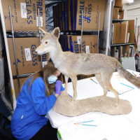          Taxidermy coyote picture number 86

