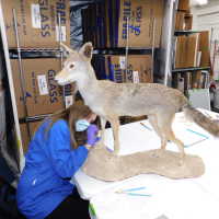          Taxidermy coyote picture number 87
