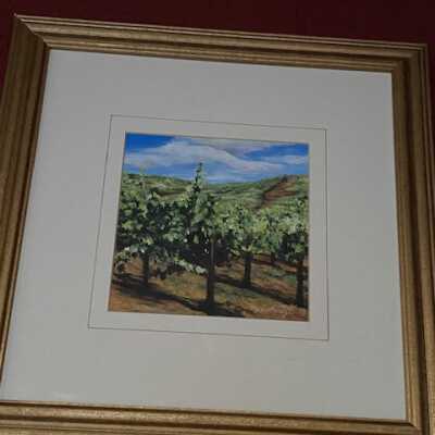 Vineyard under blue sky