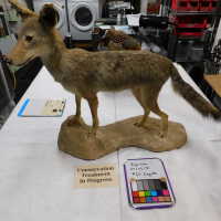          Taxidermy coyote picture number 126
