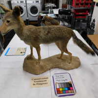          Taxidermy coyote picture number 127
