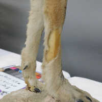          Taxidermy coyote picture number 137
