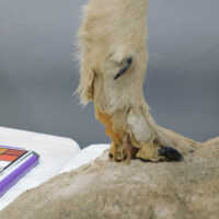          Taxidermy coyote picture number 141
