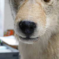          Taxidermy coyote picture number 155
