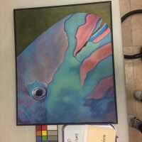          Parrot Fish picture number 2
