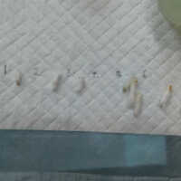          Map Embroidery picture number 20
