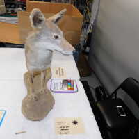          Taxidermy coyote picture number 2
